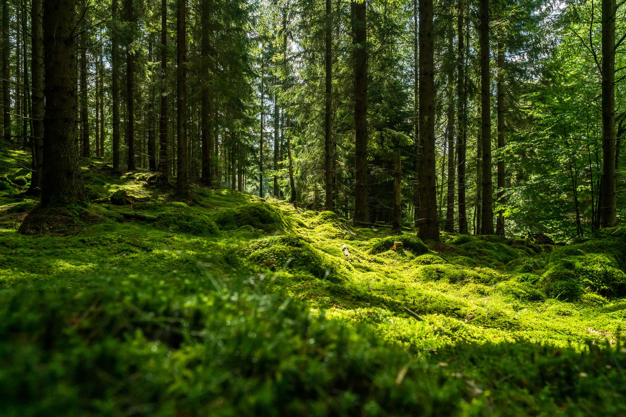 Green forest in Sweden 