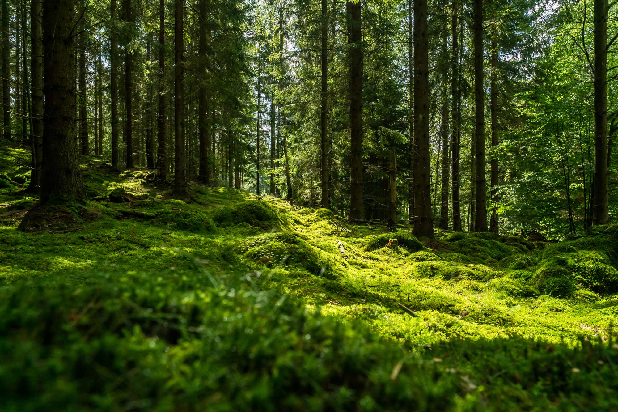 Skog med gröna träd och mossa
